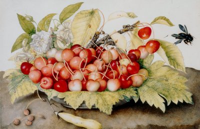 Plate of cherries, pod and bumble bees by Giovanna Garzoni